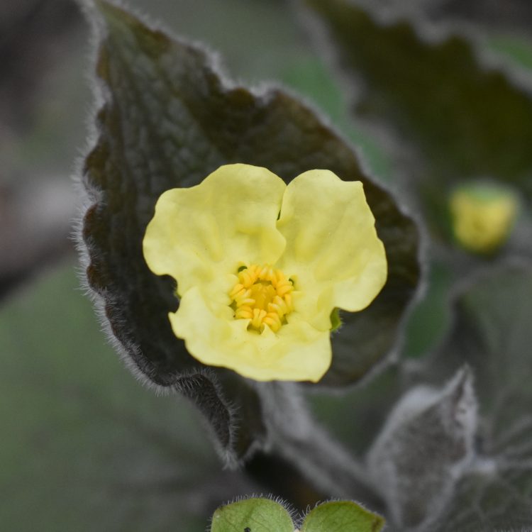 Saruma henryi