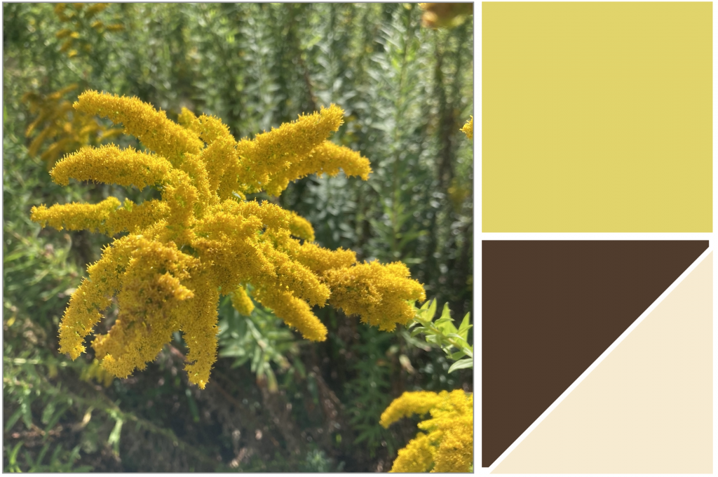 Golden-Yellow elongated-clustered flowers. Dye Colour: Greenish-Yellow, Browns and Light-Salmon Pink.