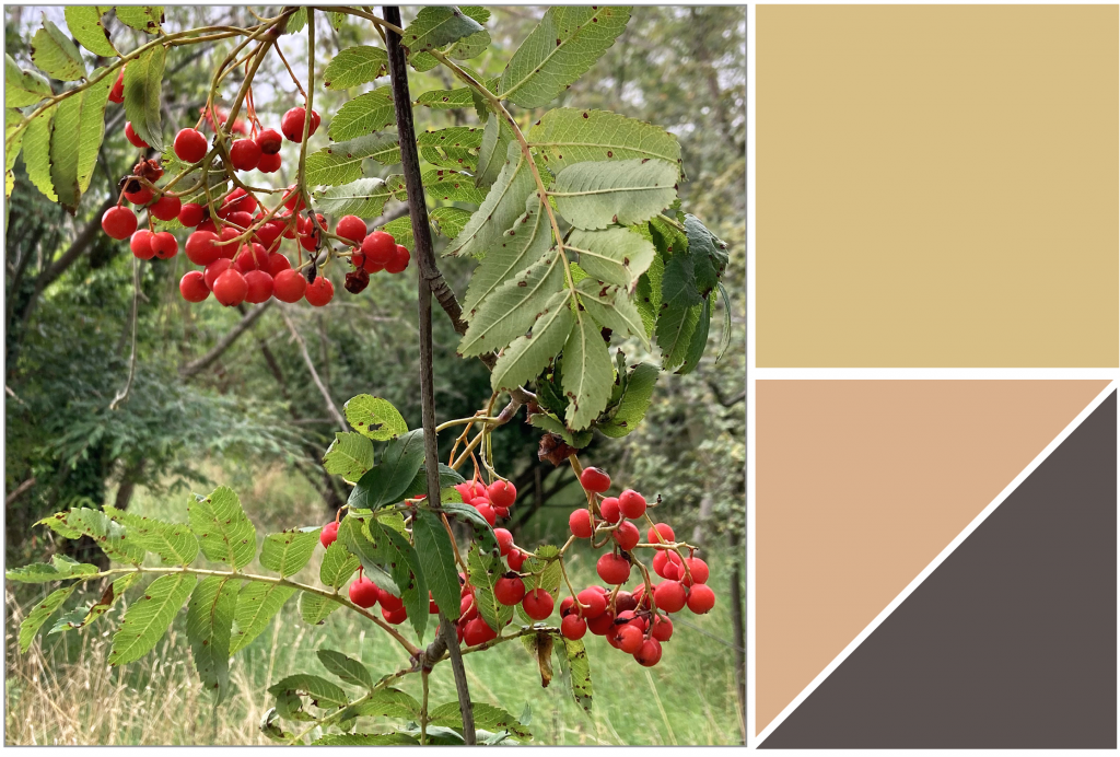 Cluster of Red berries mid-Green leaves. Dye Colour: Light-Mustard Yellow, Salmon Pink and Brown. 