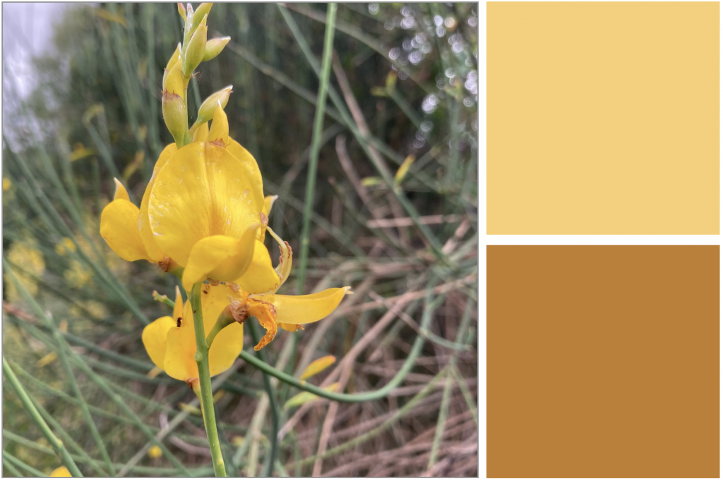 Yellow flower and long stems. Dye Colour: Yellow and Rust.