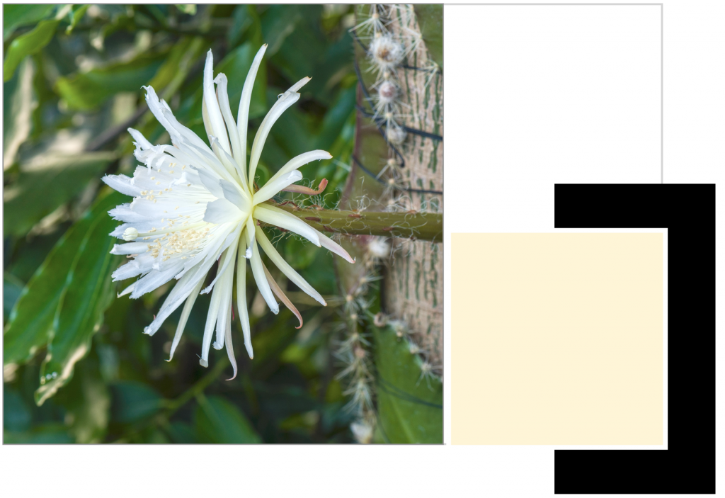 White flower with multiple petals and Green leaves. Dye Colour: Pale Moon-Yellow.