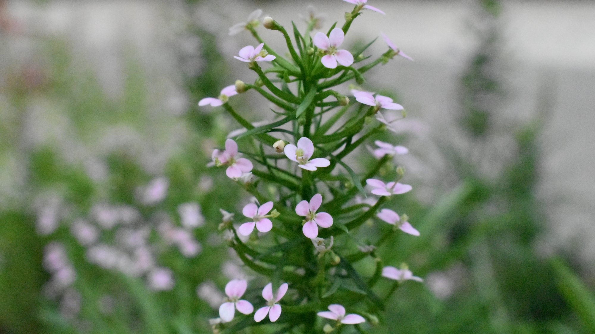 Stylidium adnatum