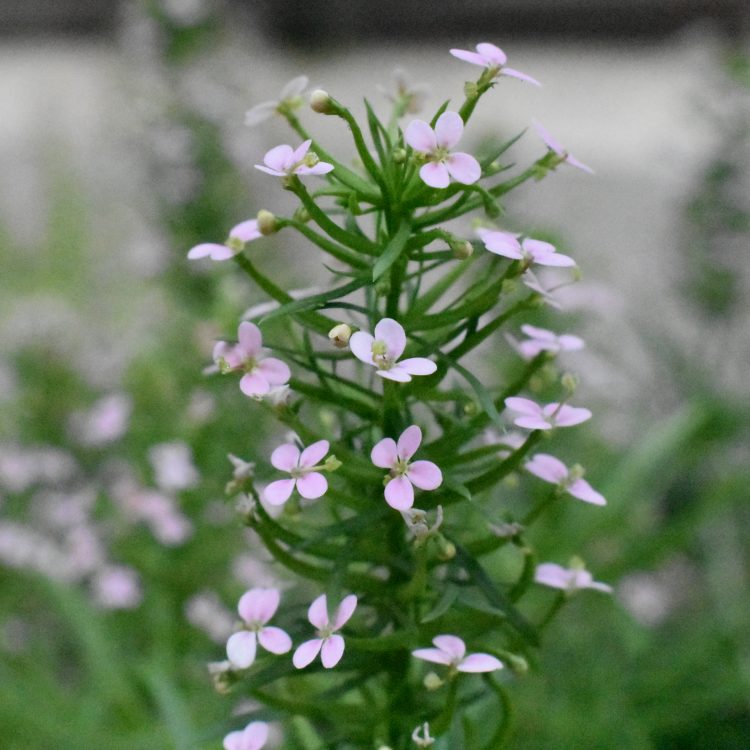 Stylidium adnatum
