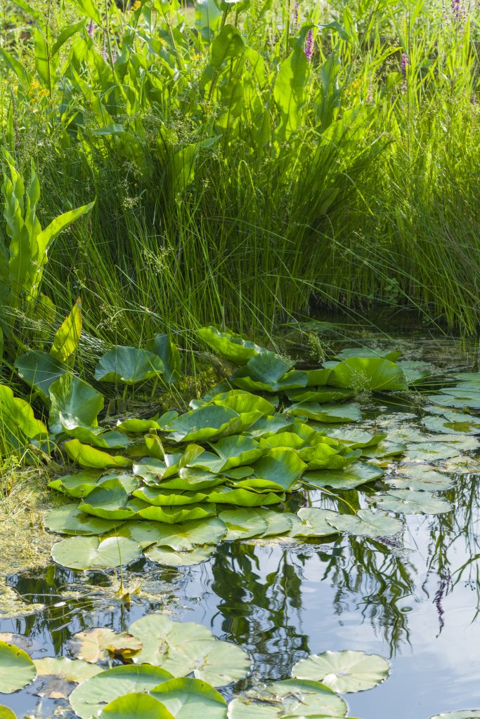 Lily pads and water reeds