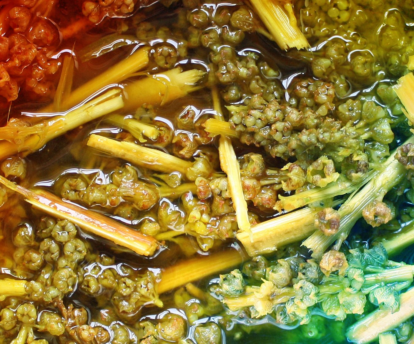 Plant flowers and stems in liquid with red yellow and blue colours 