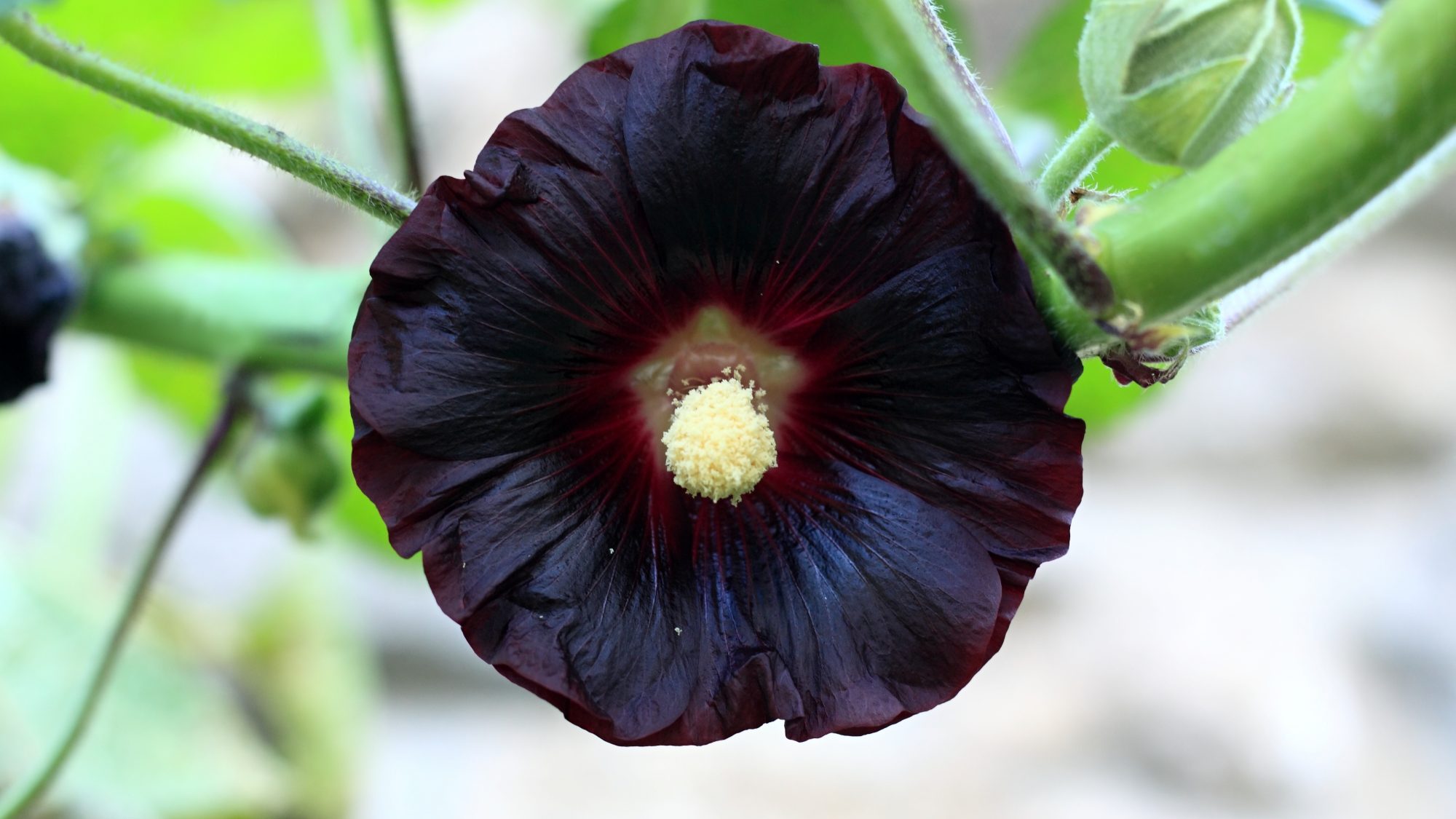 A brown black flower on a green stem 