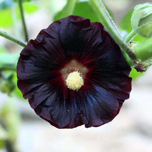 Alcea rosea ‘Nigra’