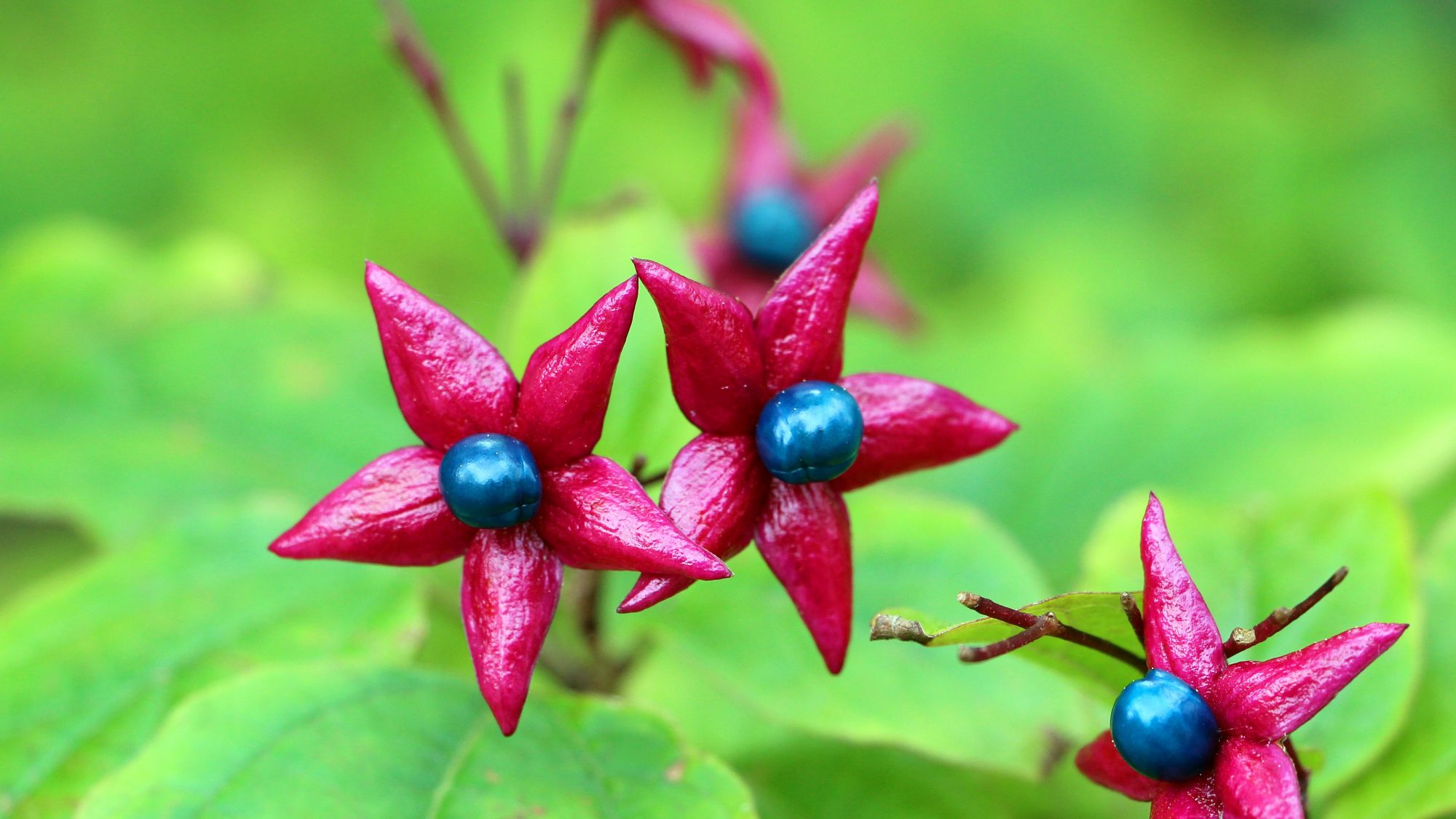 Bright pink petal-like structures with a blue berry at the centre, surrounded by green leaves