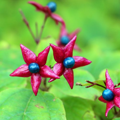 Clerodendrum trichotomum