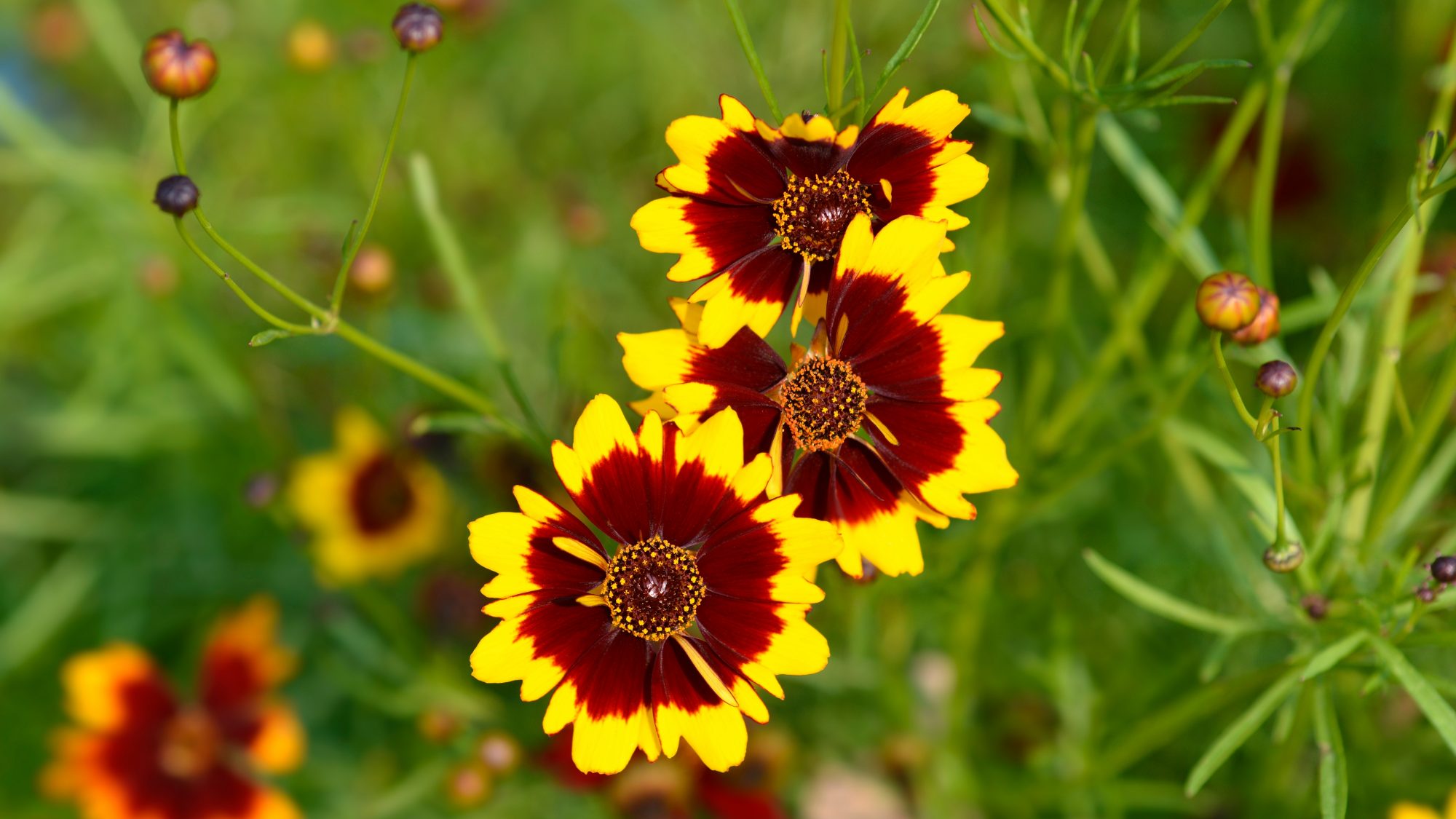 Bright yellow daisy flowers with a large maroon centre with narrow leaves and more flowers in the background 