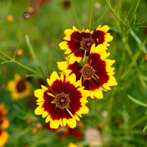 Coreopsis tinctoria
