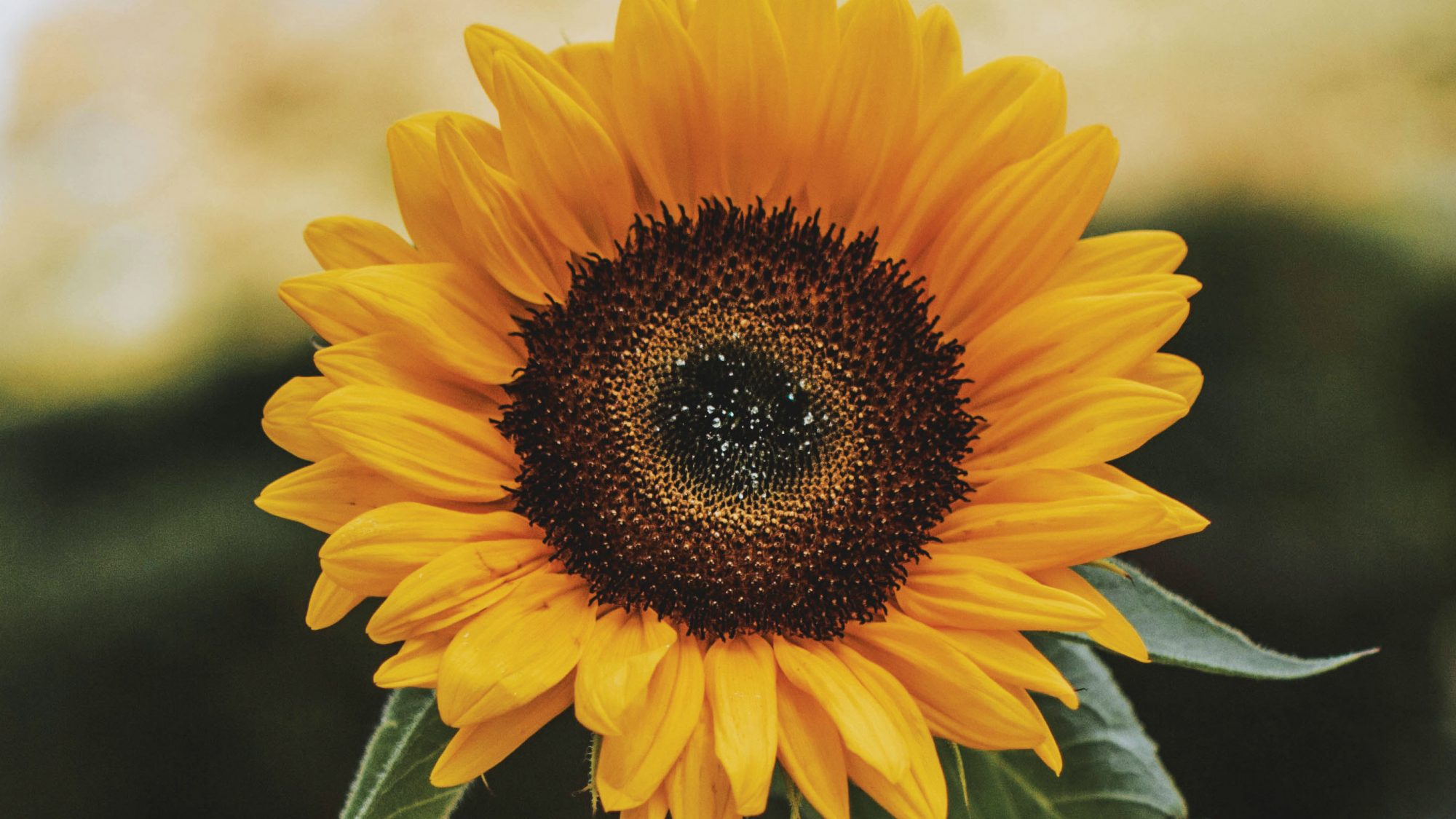 Yellow sunflower with a brown centre.