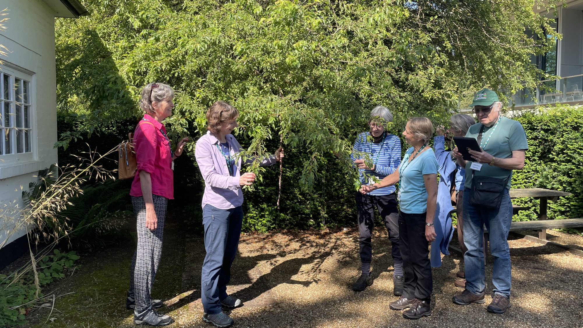 A group of phenology project volunteers inspect the branches of a tree.