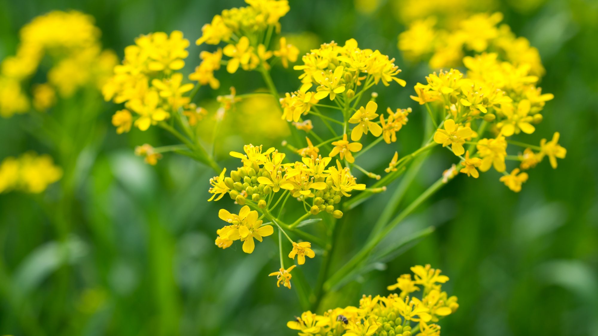 Clusters of small yellow flowers with green leaves and stalks in the background 