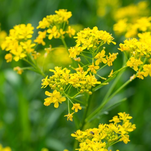 Isatis tinctoria