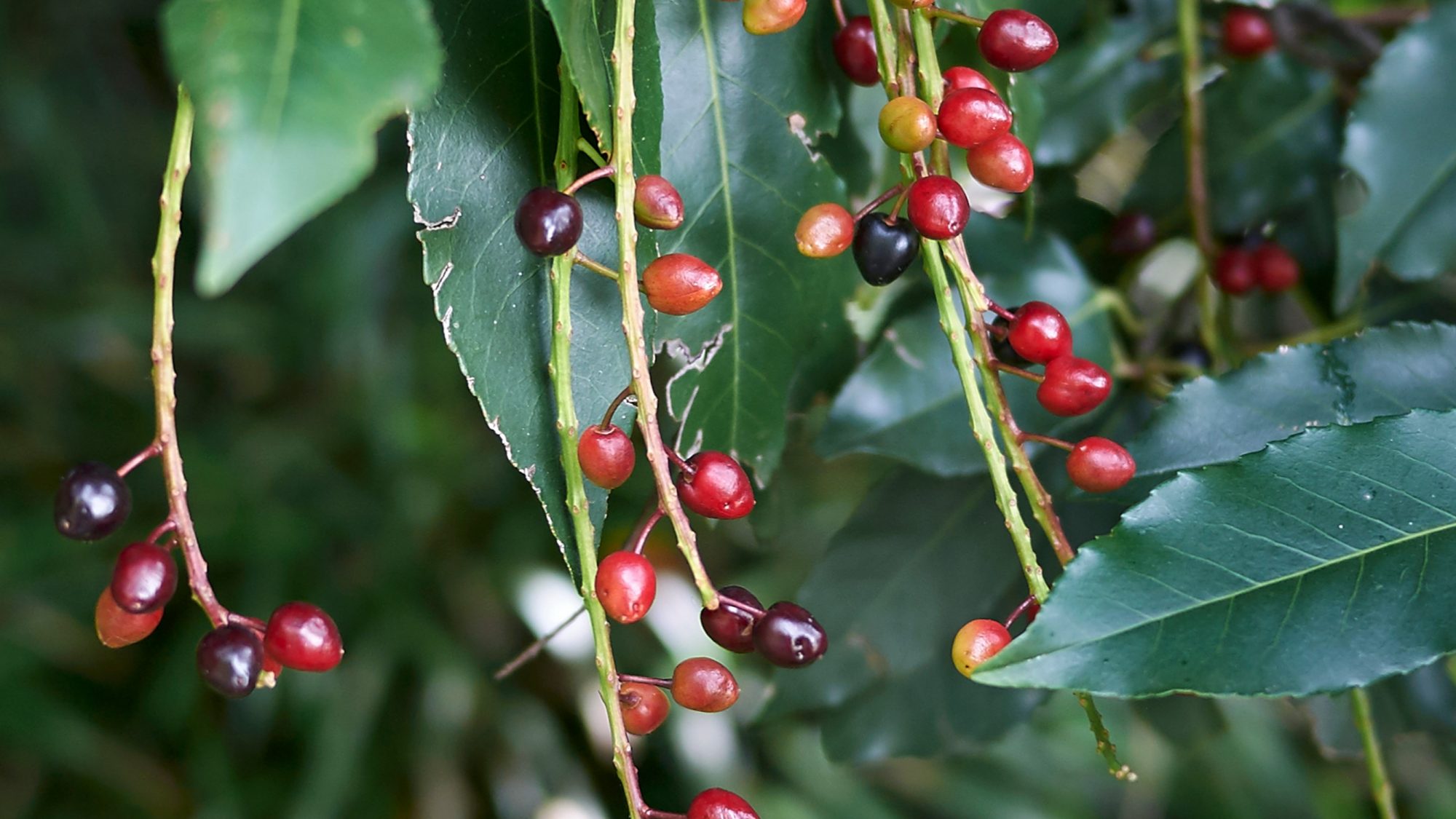 Black and red berries with green waxy leaves