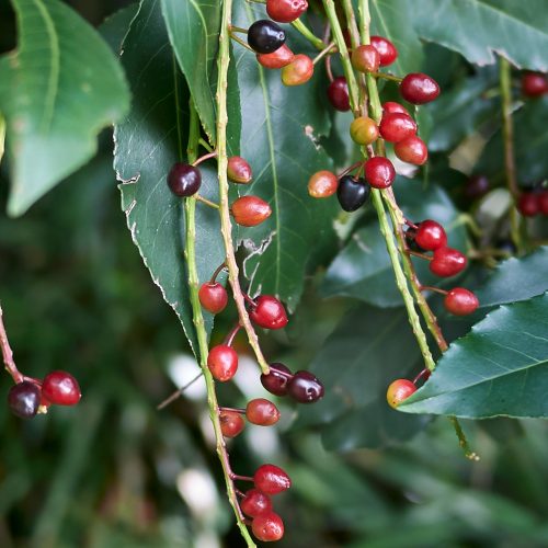 Prunus lusitanica