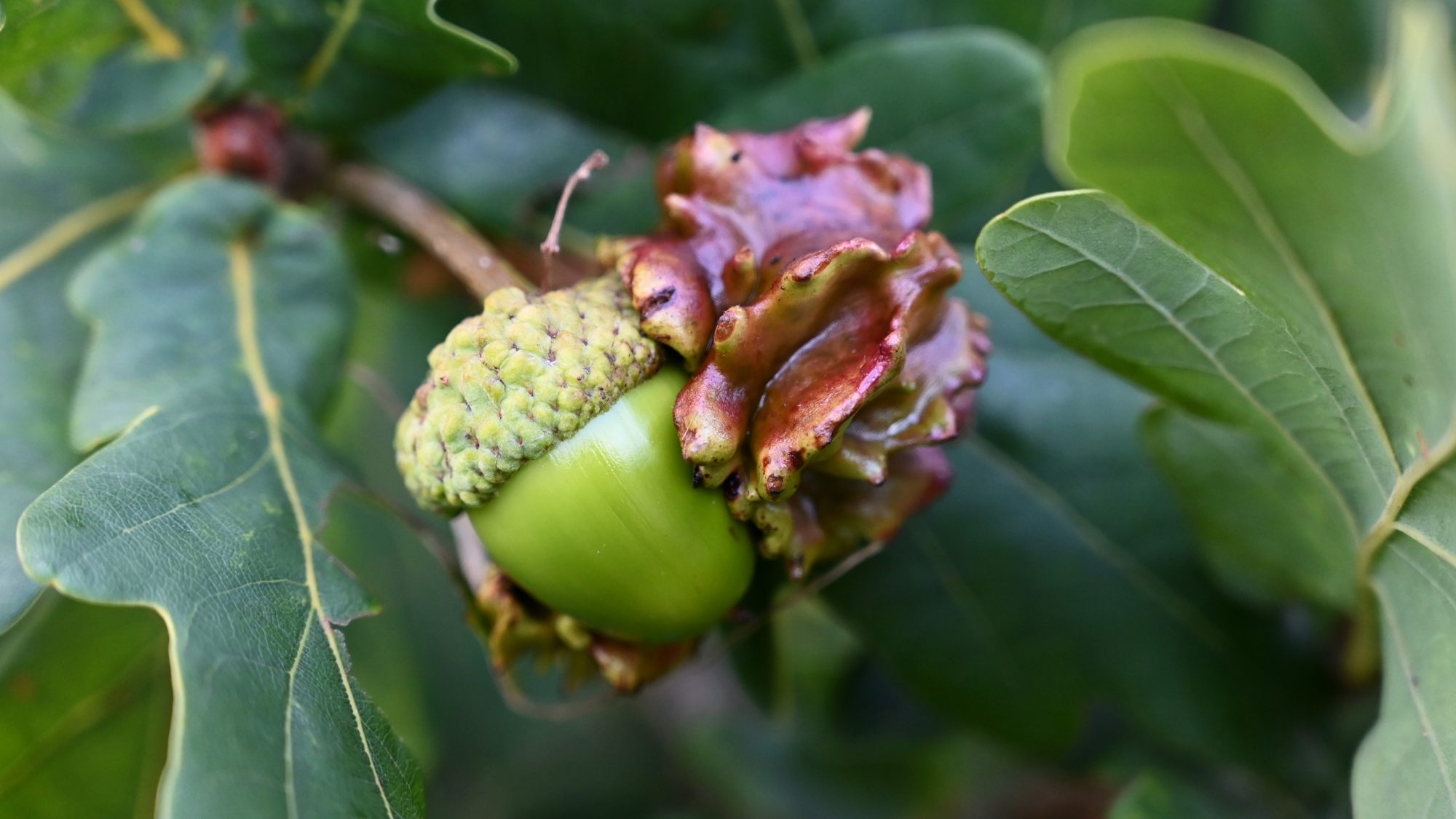 A green acorn with a brown gall growing around it and green oak leaves 