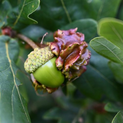 Quercus robur