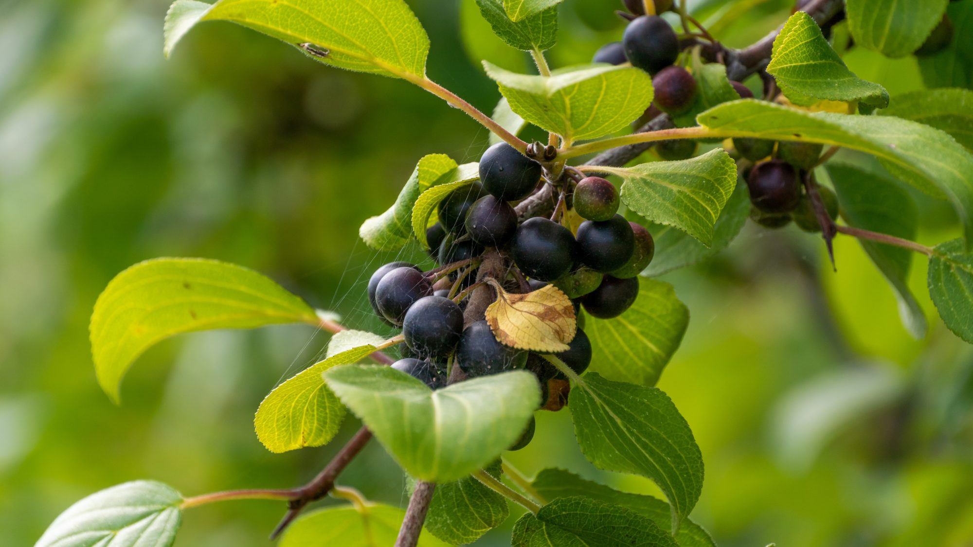 Small blue berries growing on stems and green leaves
