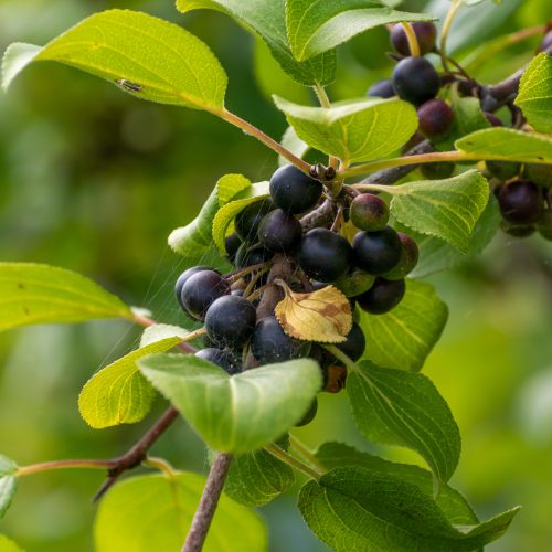 Rhamnus cathartica