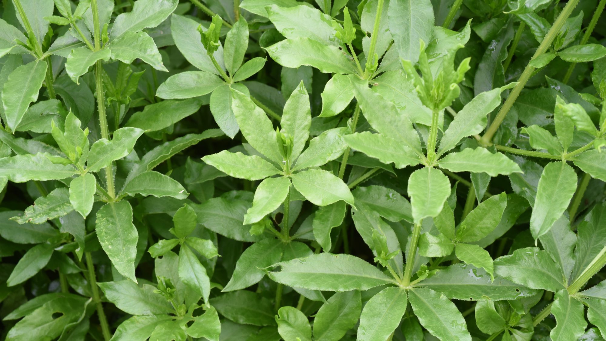 Leafy plants each with multiple clusters of six leaves growing from a central stem 