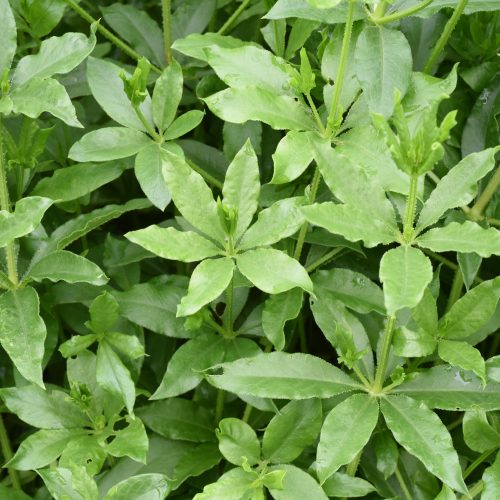 Rubia tinctorum