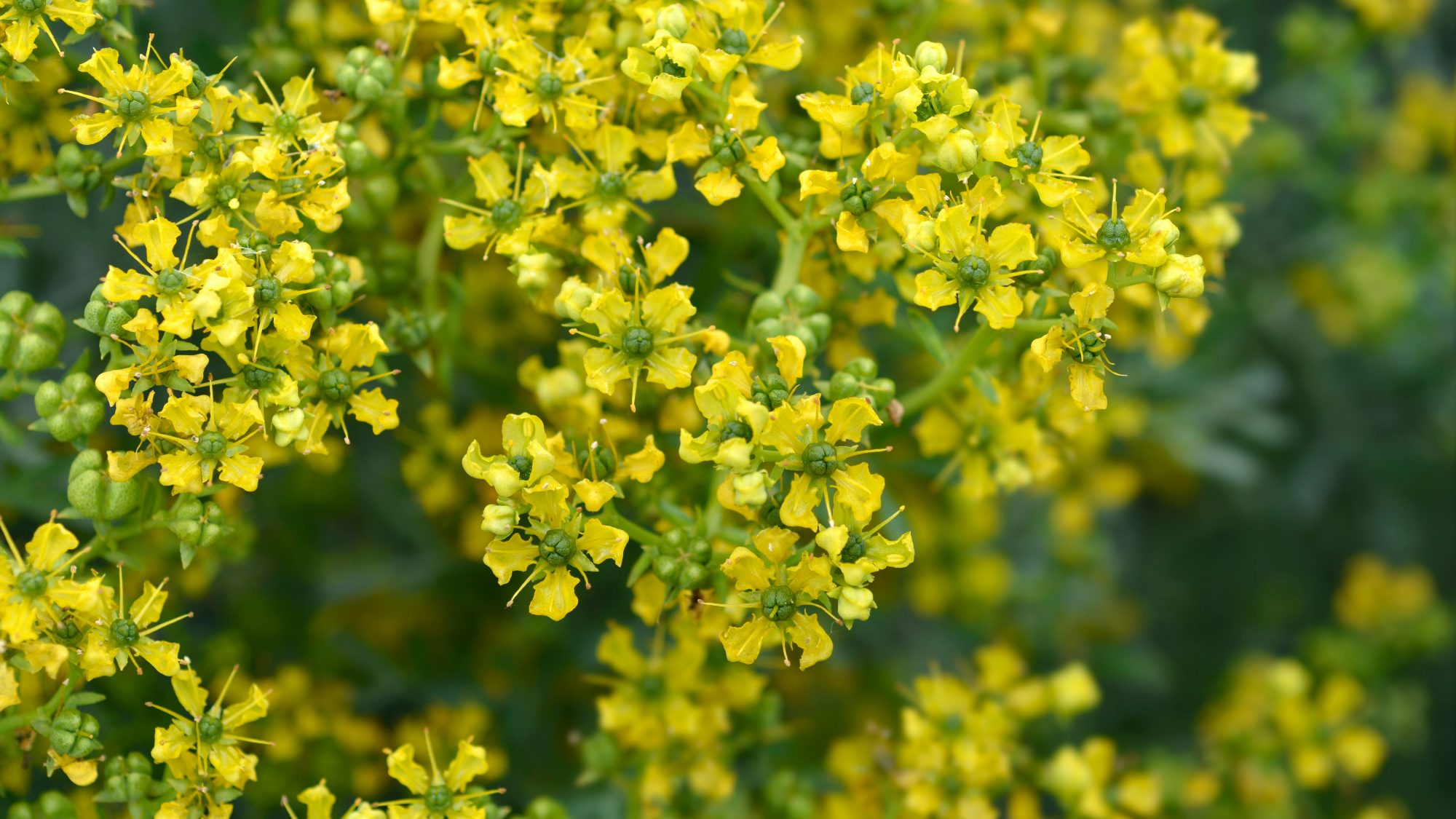 Small, bright yellow flowers with green centres
