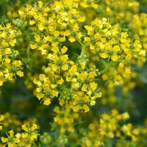 Ruta graveolens