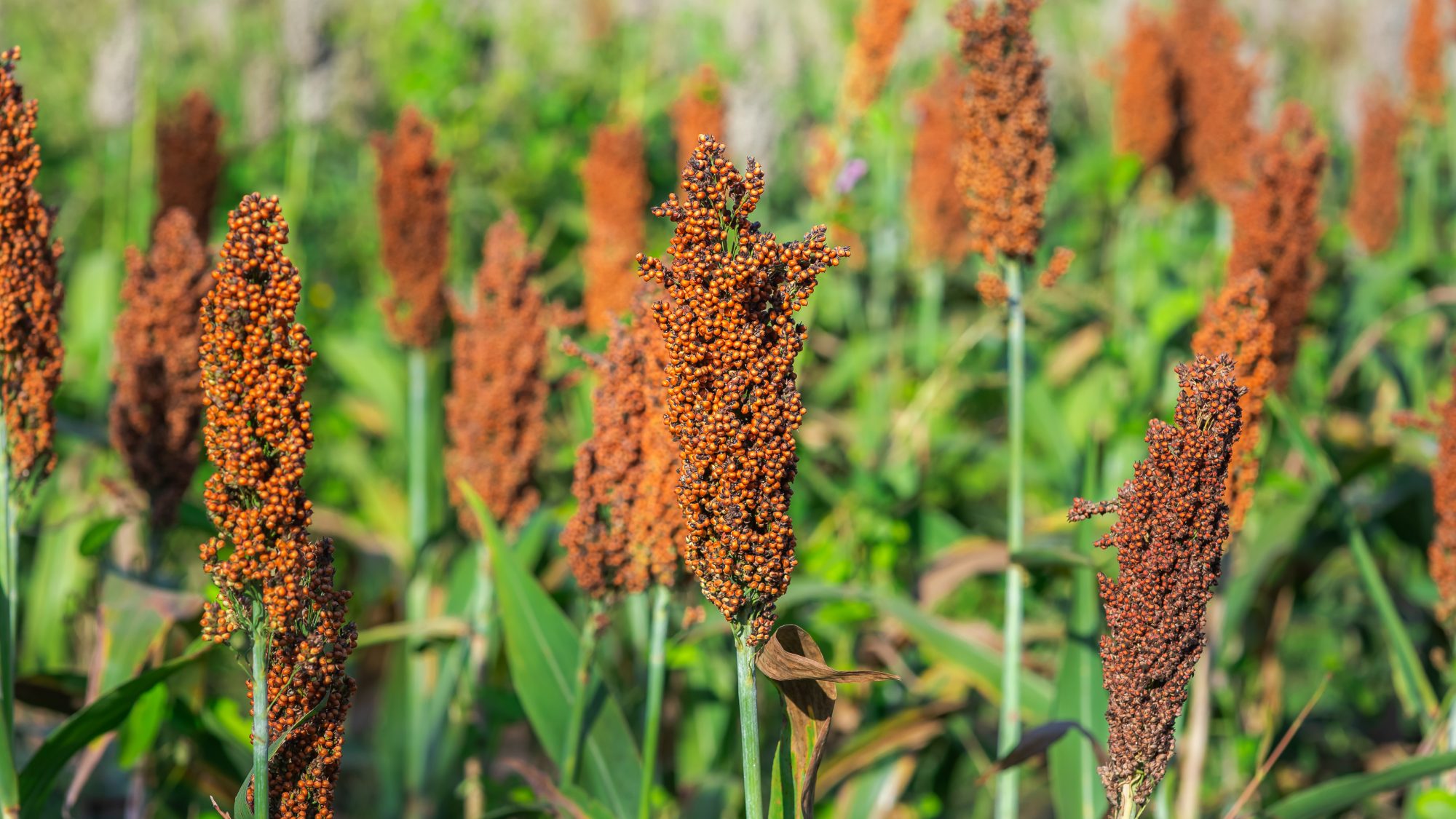 An orange brown grain growing in clusters at the stop of green stalks 