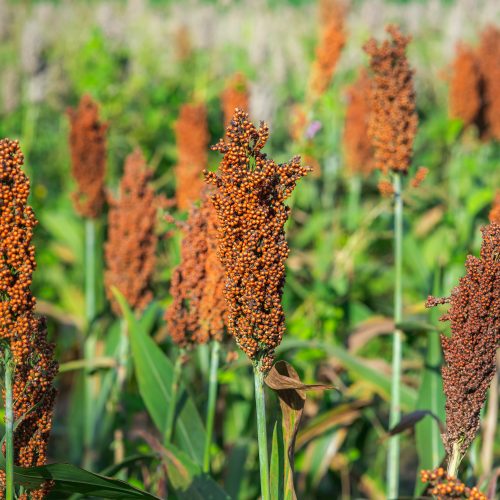Sorghum bicolor