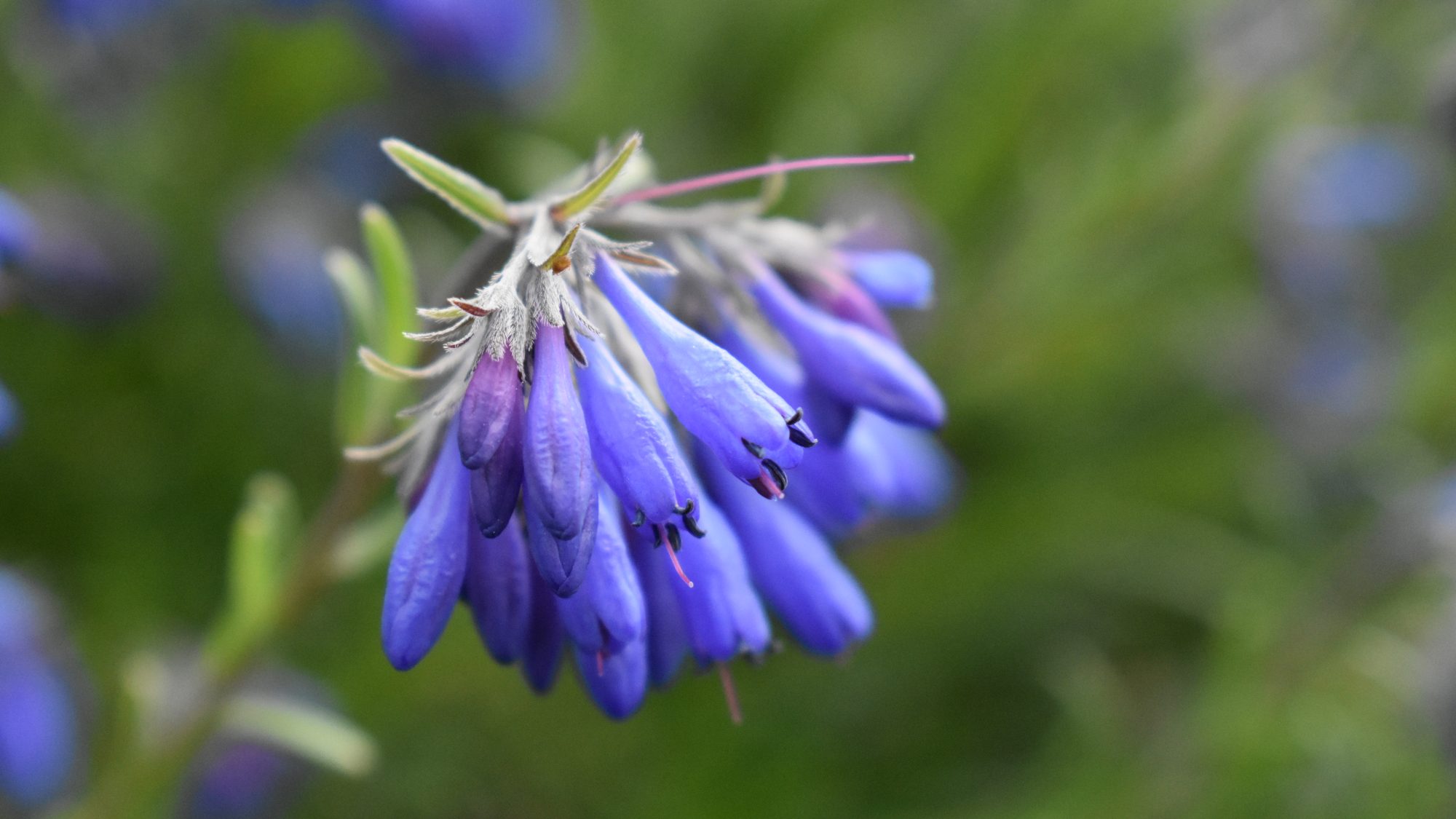 Tubular blue flowers.