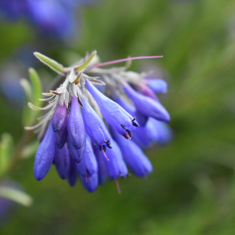 Moltkia suffruticosa