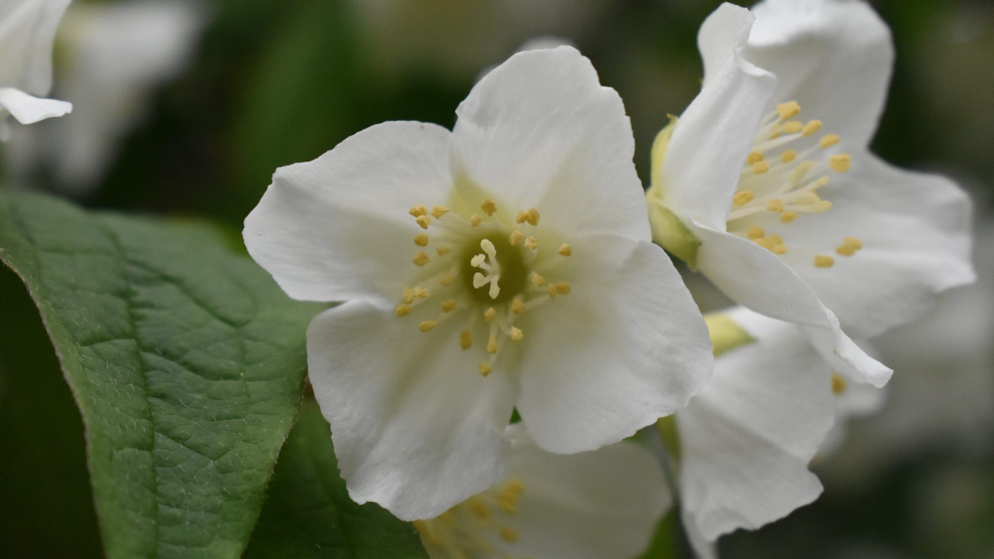 Four-petalled white flower