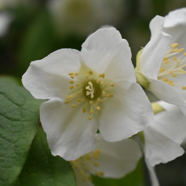 Philadelphus delavayi