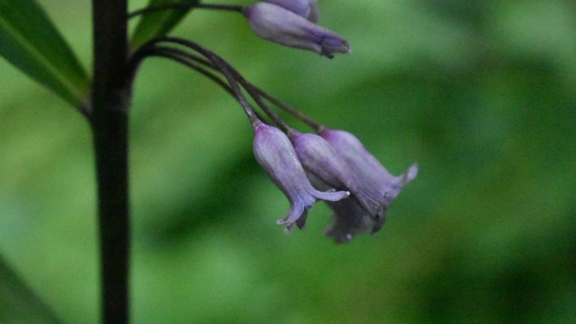 Mauve, bell-shaped flowers