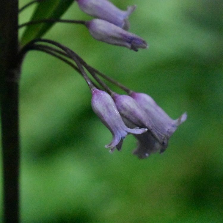 Polygonatum curvistylum