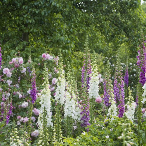 Videos from the Garden