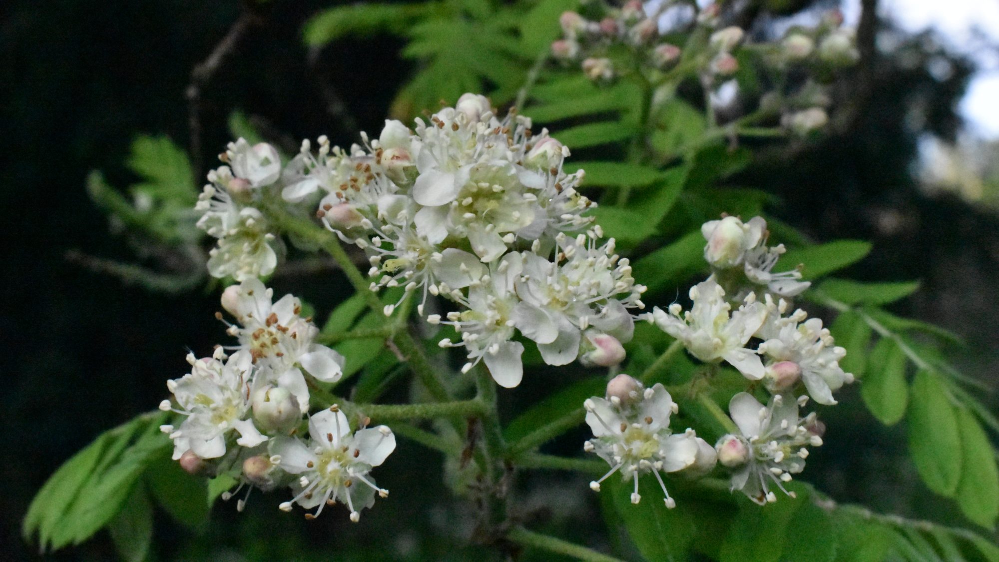 Sorbus domestica