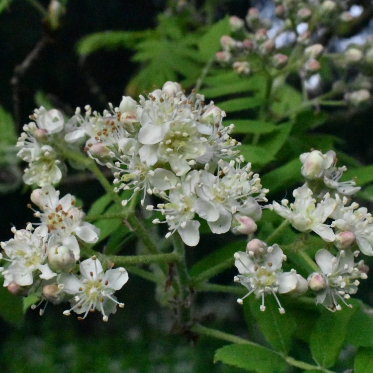 Sorbus domestica (flower)