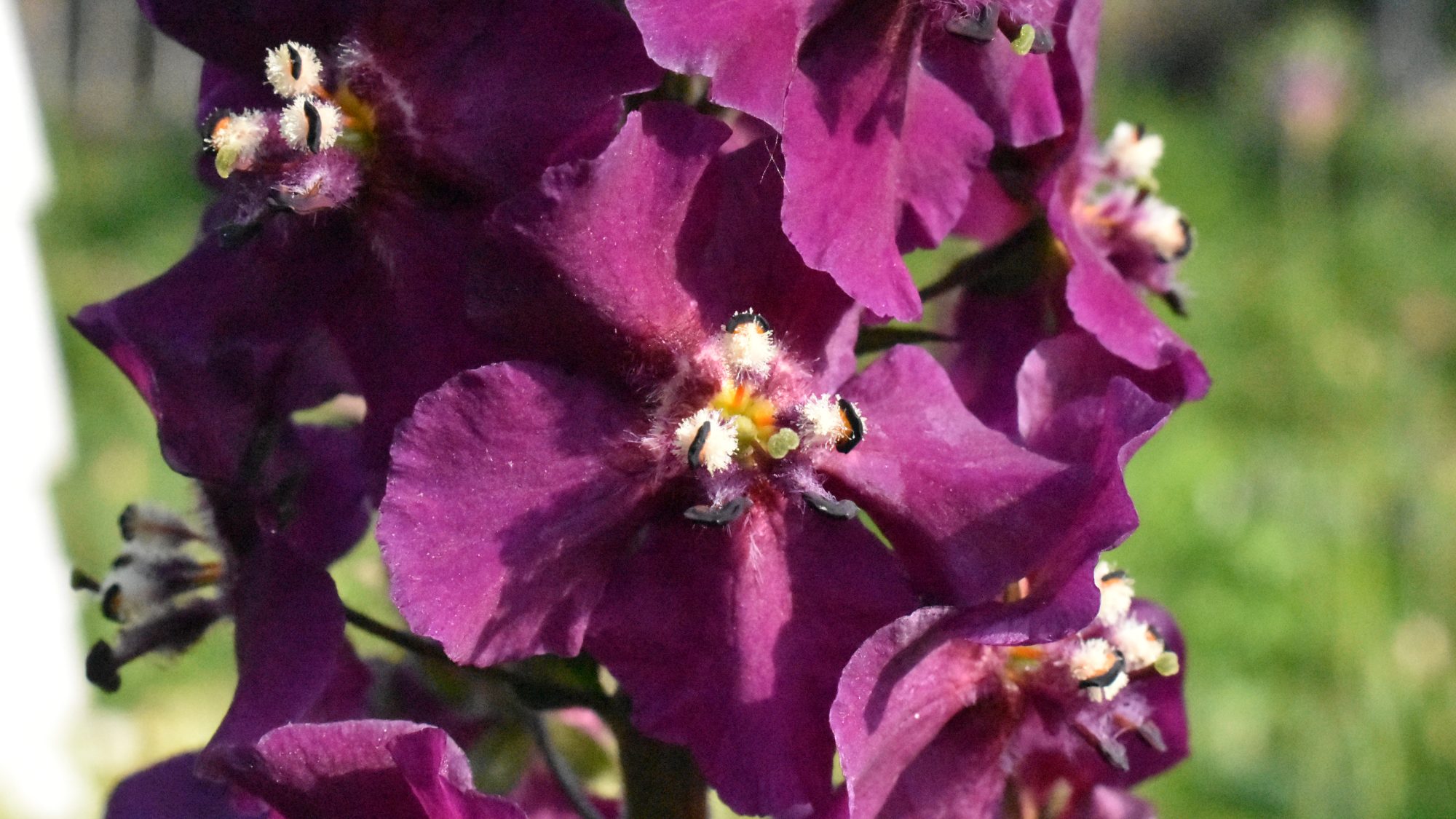 Verbascum phoeniceum 'Violetta'