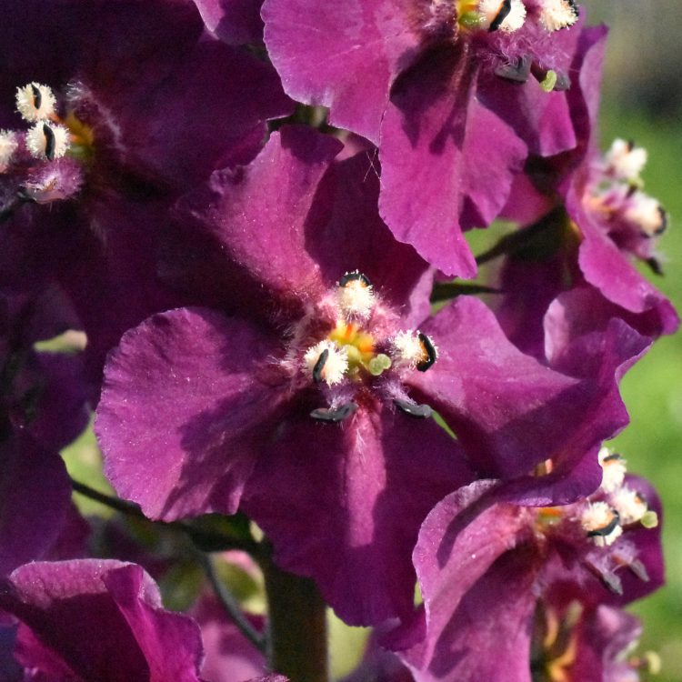 Verbascum phoeniceum ‘Violetta’