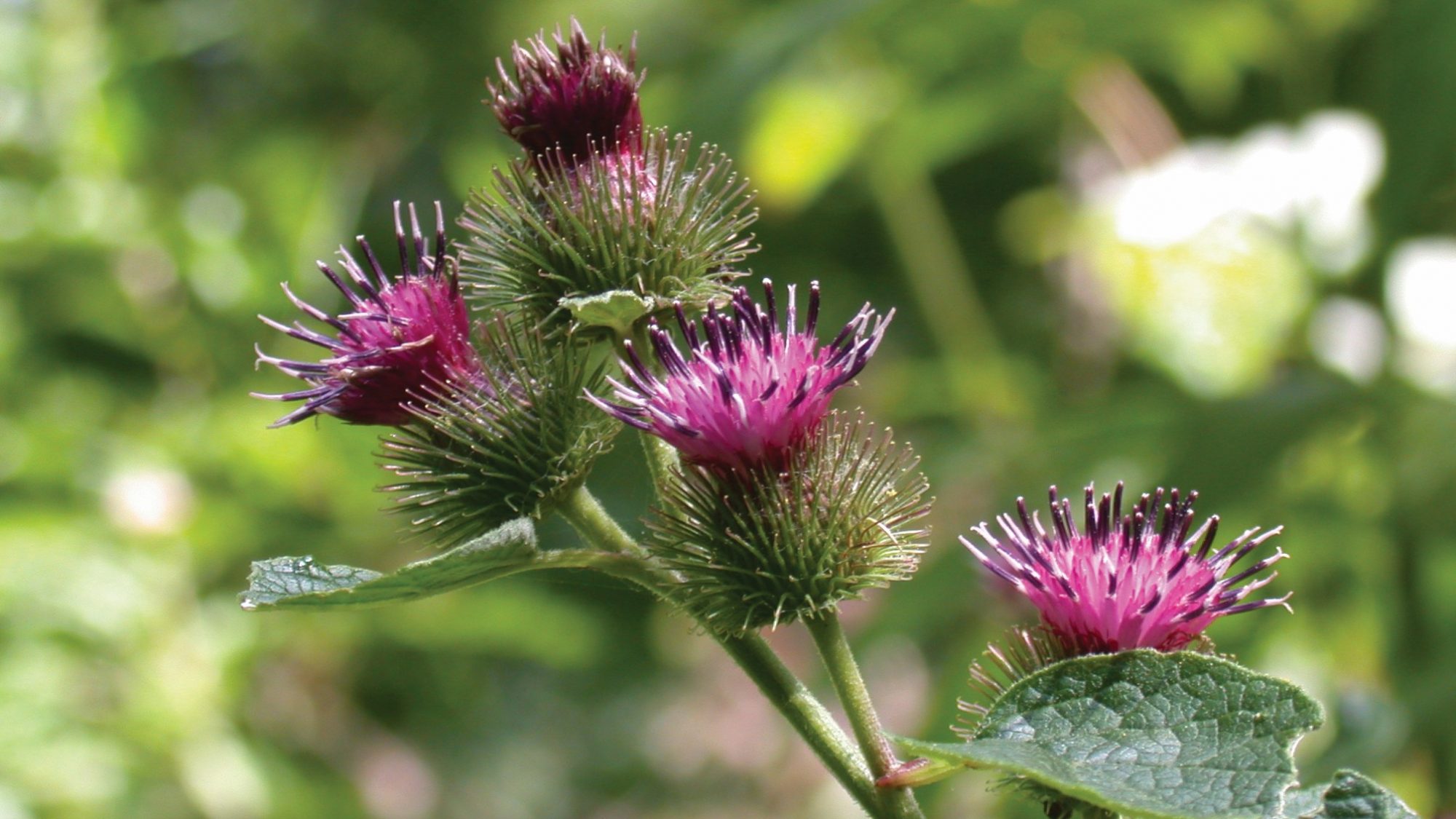 Pink thistles on the lesser burdock plant.