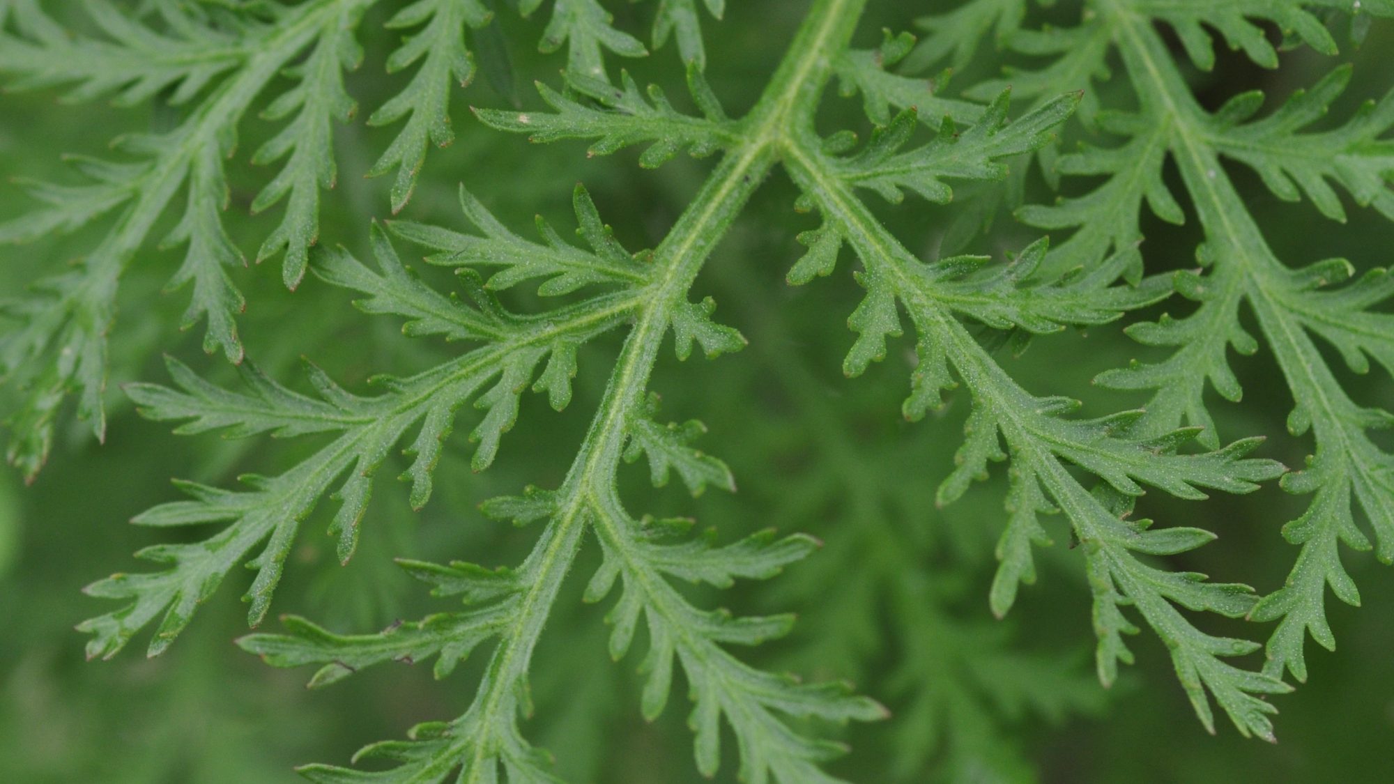 Green feathery leaves fanning out.