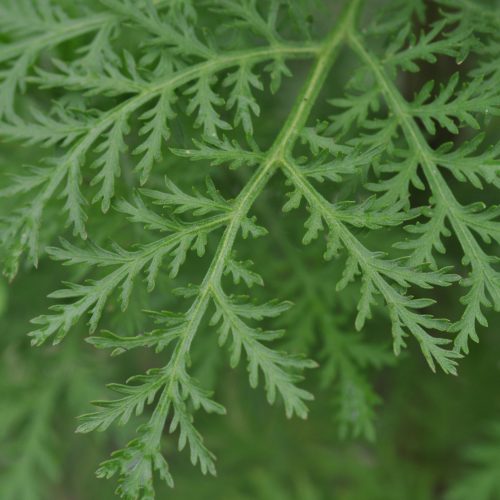 Sweet Wormwood