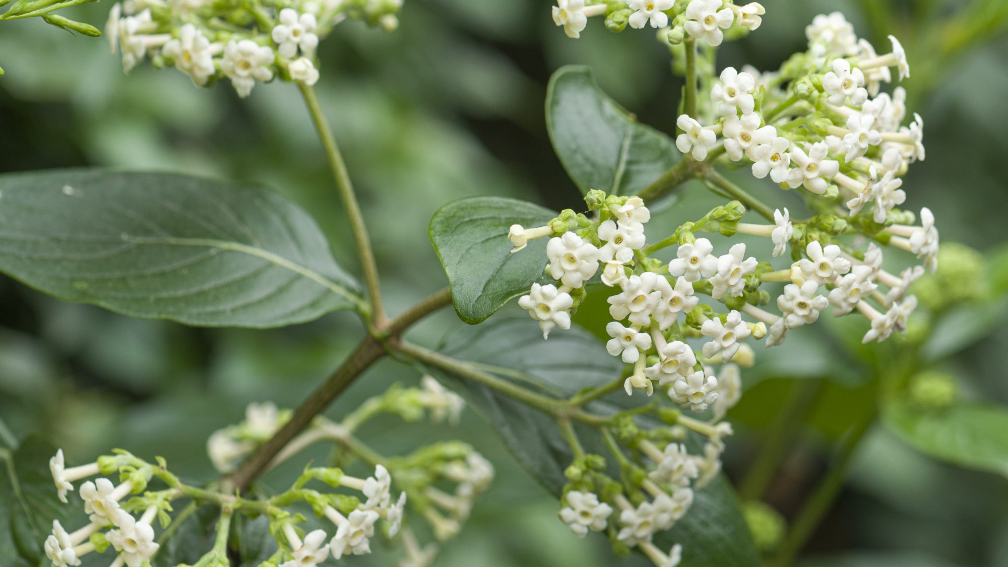 Small white green flowers blooming on a tree.