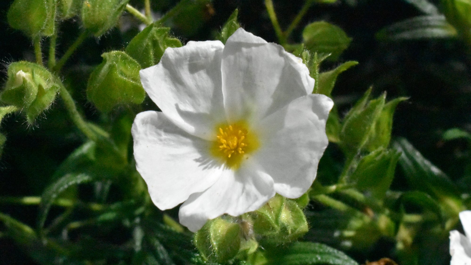 White flower
