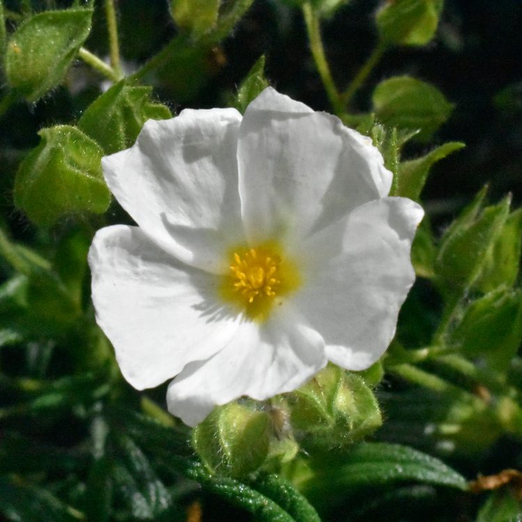 Cistus monspeliensis