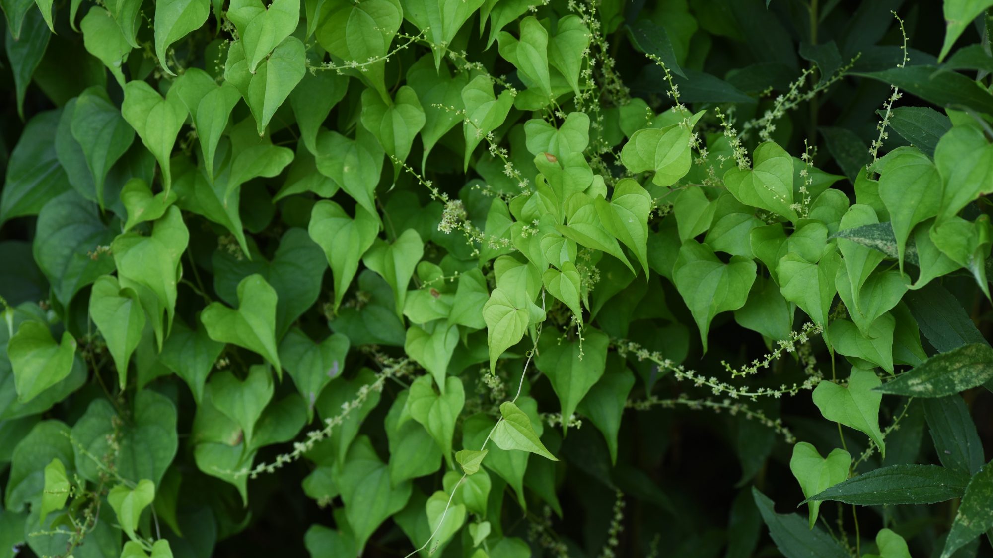 Green heart-shaped leaves growing from a tree.