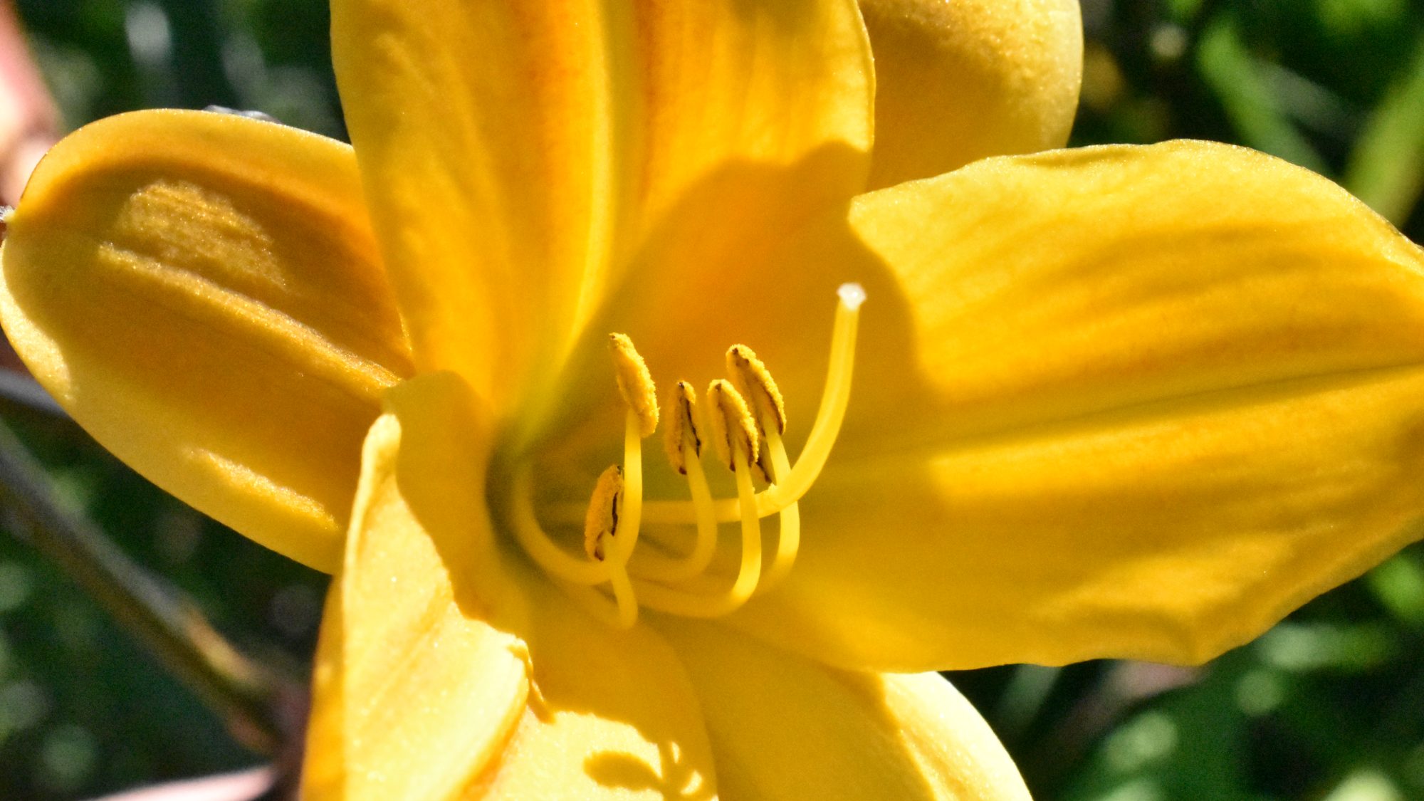 Golden trumpet-shaped flower.
